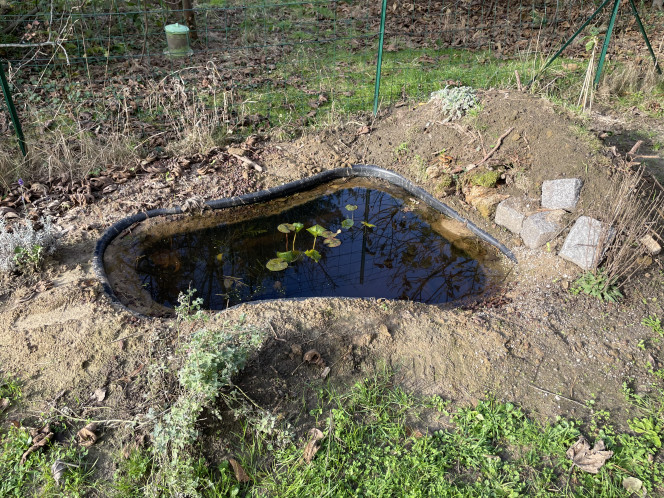 Les nénuphars se sont bien développés déjà ! 