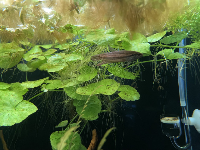 Introduction des Betta smaragdina guitar ! 1 mâle et 2 femelles, qui pour l’instant prennent leurs marques. Le mâle est plus timide et encore un peu pâlot, encore un peu jeune aussi.

Ils sont issus d’une souche ramenée par un membre du CIL (Communauté Internationale pour les Labyrinthidés) lors d’une expédition aquariophile.