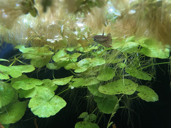 Introduction des Betta smaragdina guitar ! 1 mâle et 2 femelles, qui pour l’instant prennent leurs marques. Le mâle est plus timide et encore un peu pâlot, encore un peu jeune aussi.

Ils sont issus d’une souche ramenée par un membre du CIL (Communauté Internationale pour les Labyrinthidés) lors d’une expédition aquariophile.