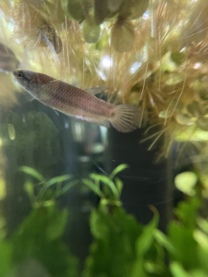 Introduction des Betta smaragdina guitar ! 1 mâle et 2 femelles, qui pour l’instant prennent leurs marques. Le mâle est plus timide et encore un peu pâlot, encore un peu jeune aussi.

Ils sont issus d’une souche ramenée par un membre du CIL (Communauté Internationale pour les Labyrinthidés) lors d’une expédition aquariophile.