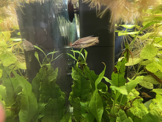 Introduction des Betta smaragdina guitar ! 1 mâle et 2 femelles, qui pour l’instant prennent leurs marques. Le mâle est plus timide et encore un peu pâlot, encore un peu jeune aussi.

Ils sont issus d’une souche ramenée par un membre du CIL (Communauté Internationale pour les Labyrinthidés) lors d’une expédition aquariophile.