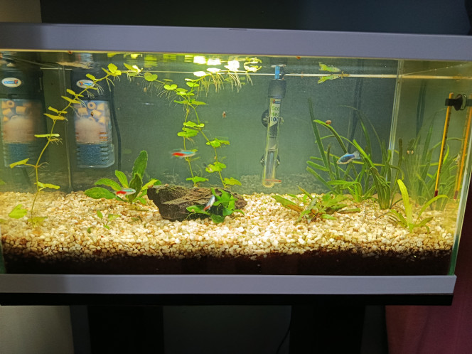 Photographie du post de leToulousain 