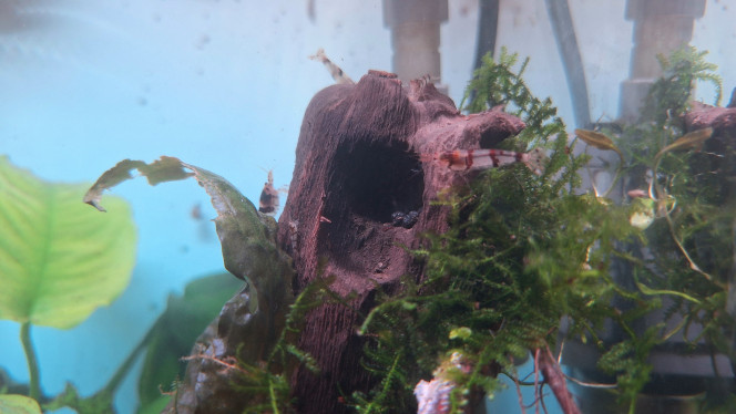 Photographie du post de ArtemusKlegg 