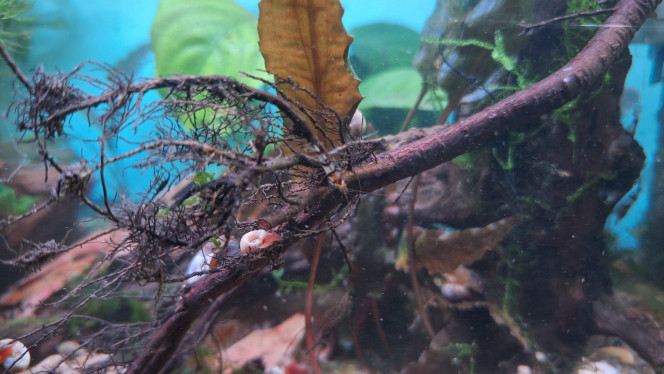 Photographie du post de ArtemusKlegg 