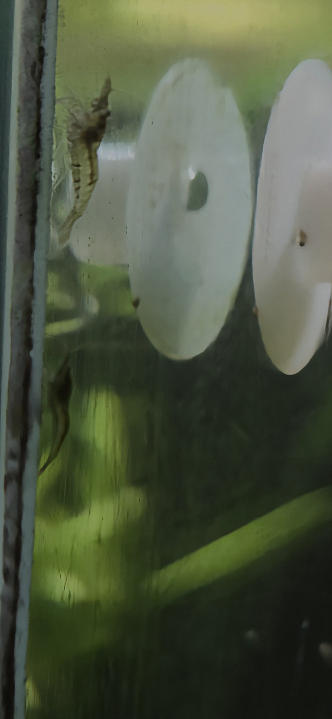 Reproduction Japonica Salut, 
J avais régulièrement des Japonica matures pleines.
Il doit y avoir un passage en eau saumatre des oeufs etc. pourqu ils puissent éclore et que c'est presque impossible.
J ai aussi des Neocaridina blue velvet.
Mais j ai récemment vu ça, et il me semble que s en est.
Dur à prendre en photo pour avoir le drop checker comme référence. 
Qu'en pensez vous?