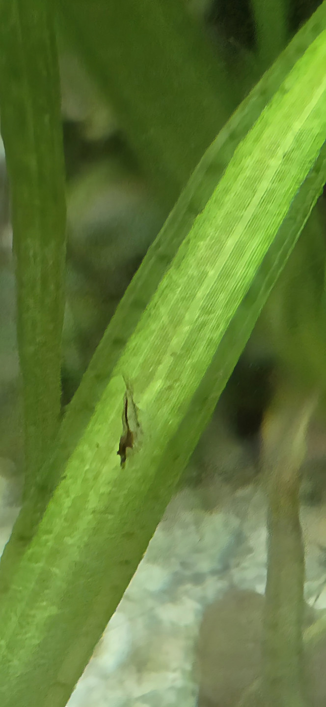 Reproduction Japonica Salut, 
J avais régulièrement des Japonica matures pleines.
Il doit y avoir un passage en eau saumatre des oeufs etc. pourqu ils puissent éclore et que c'est presque impossible.
J ai aussi des Neocaridina blue velvet.
Mais j ai récemment vu ça, et il me semble que s en est.
Dur à prendre en photo pour avoir le drop checker comme référence. 
Qu'en pensez vous?