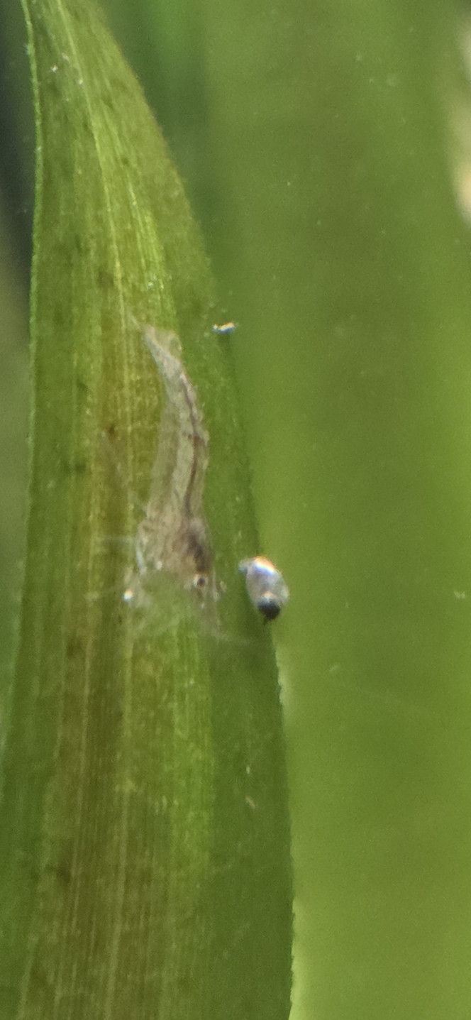 Reproduction Japonica Salut, 
J avais régulièrement des Japonica matures pleines.
Il doit y avoir un passage en eau saumatre des oeufs etc. pourqu ils puissent éclore et que c'est presque impossible.
J ai aussi des Neocaridina blue velvet.
Mais j ai récemment vu ça, et il me semble que s en est.
Dur à prendre en photo pour avoir le drop checker comme référence. 
Qu'en pensez vous?