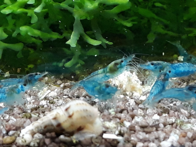 Photographie du post de Dimu 