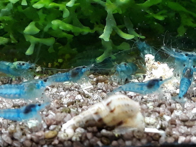 Photographie du post de Dimu 