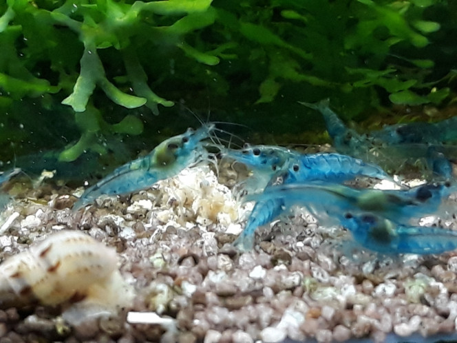 Photographie du post de Dimu 