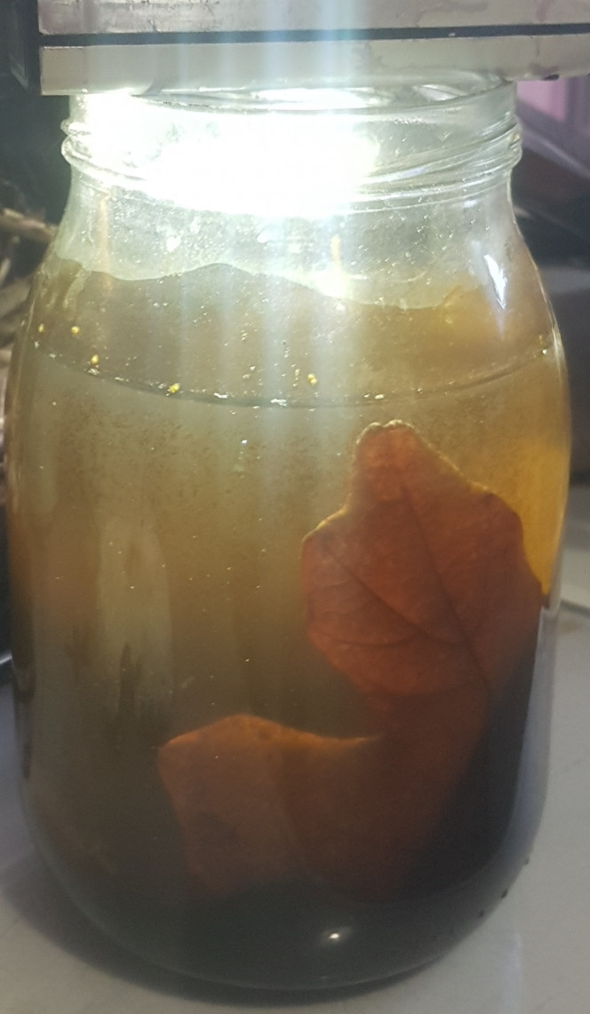 Ajout de matière organique, feuilles mortes Je recommence à voir plus d'invertébrés depuis que j'ai enfin ajouté les feuilles, mais avec ces algues, difficile d'y voir clair. Maintenant que j'y pense, l'eau a toujours été trouble, mais ça n'a pas l'air de déranger les petites bêtes.