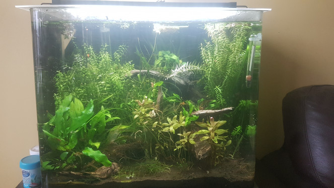 Mise à jour La photo principale de mon aquarium n'était plus à jour, alors le voici maintenant!