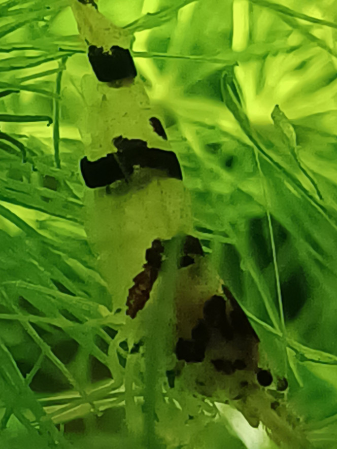 Photographie du post de Dimu 