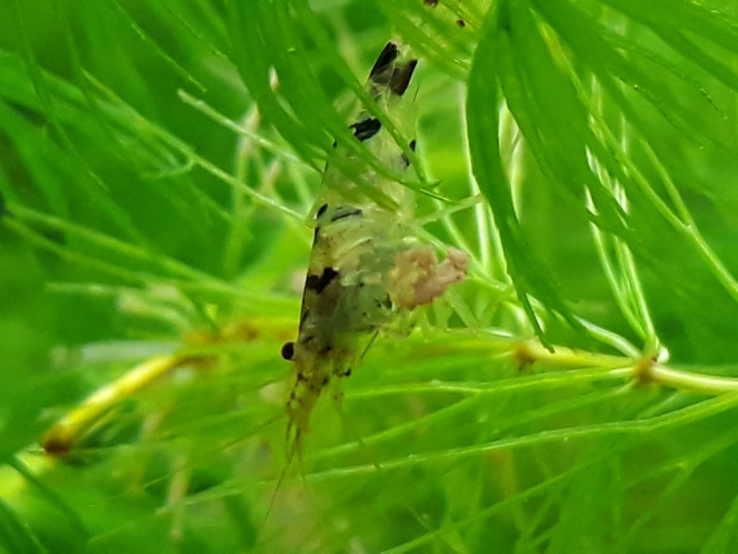 Photographie du post de Dimu 