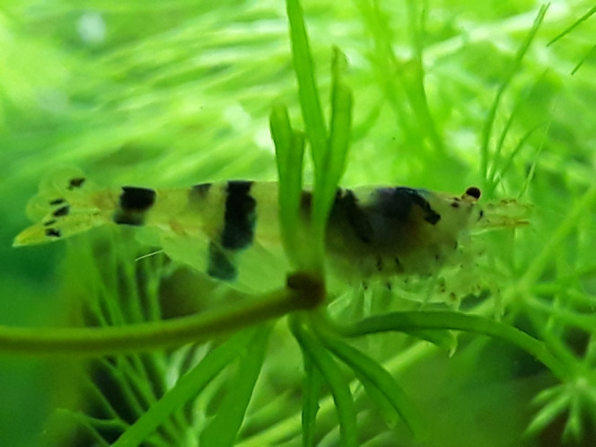 Photographie du post de Dimu 