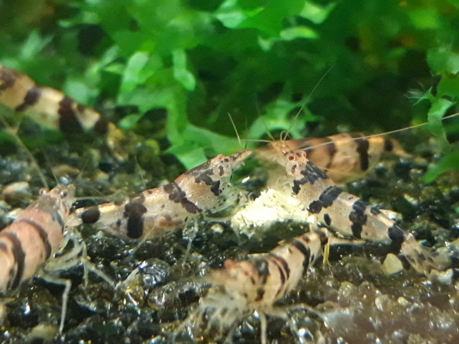 Photographie du post de Dimu 