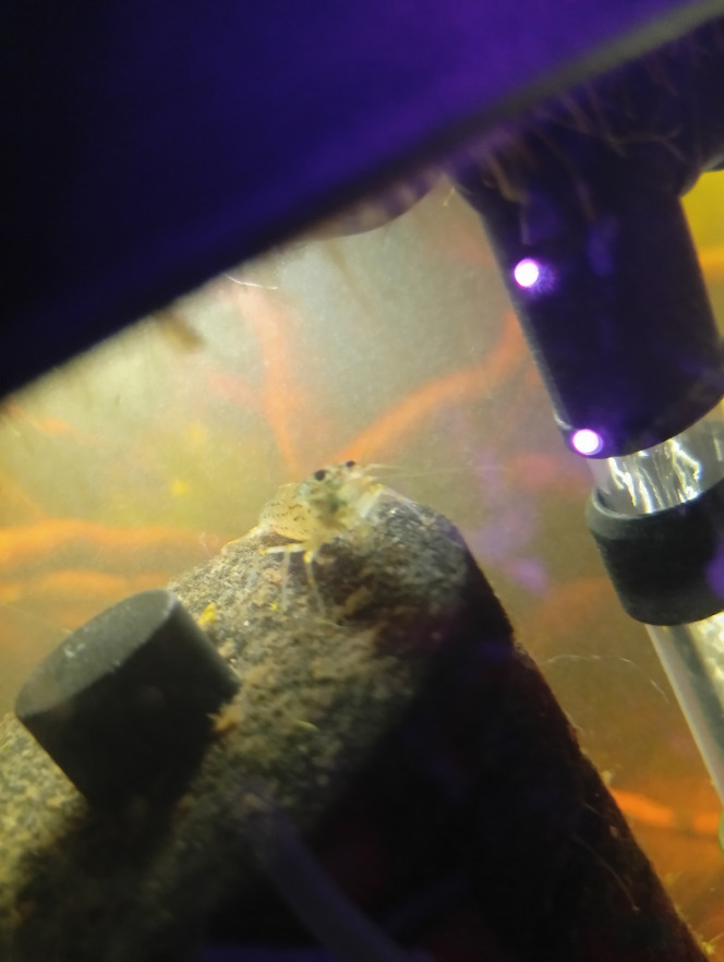 Photographie du post de LilithLisa 