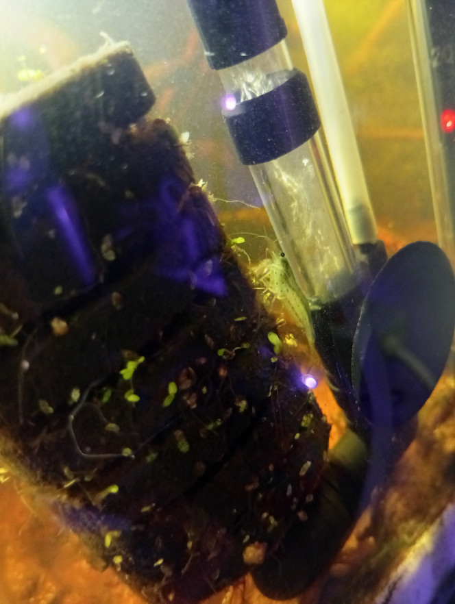 Photographie du post de LilithLisa 