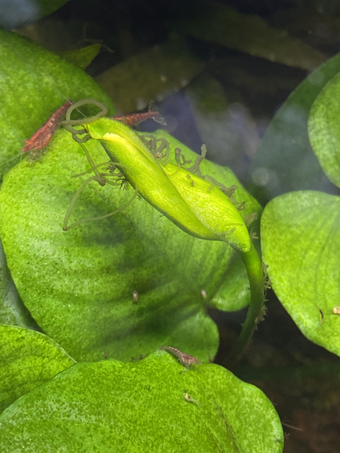 Photographie du post de Redmoon 