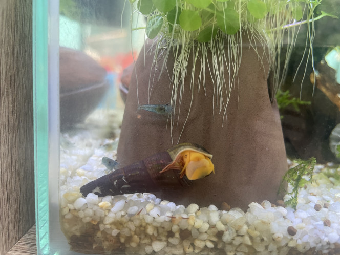 Photographie du post de Laliesshrimp 