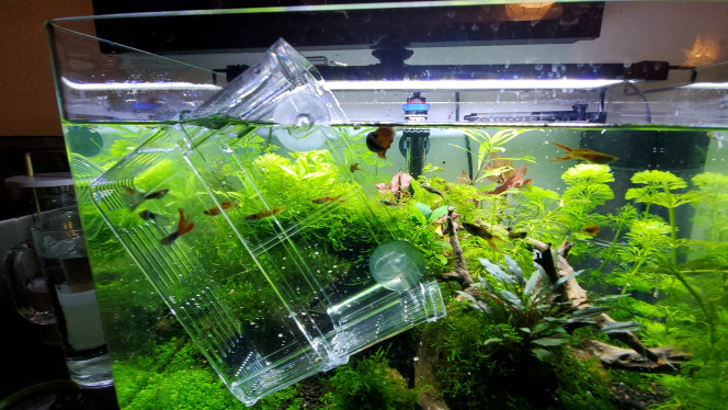 Arrivée de nouveaux copains 5 guppys recueillis dans la colonie d endlers
Merci à Élisabeth ! 
Les 5 grands frères élégants se sont vite fait des copains dans la petite troupe d endlers !