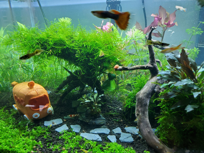 Coupe d'automne Grosse grosse taille des plantes pour dégager la surface de nage et recréer des passages entre les éléments 
Amenagement d'une petite "grotte" et ajout d'un décor cachette pour les nouvelles crevettes jaunes de Tina :)