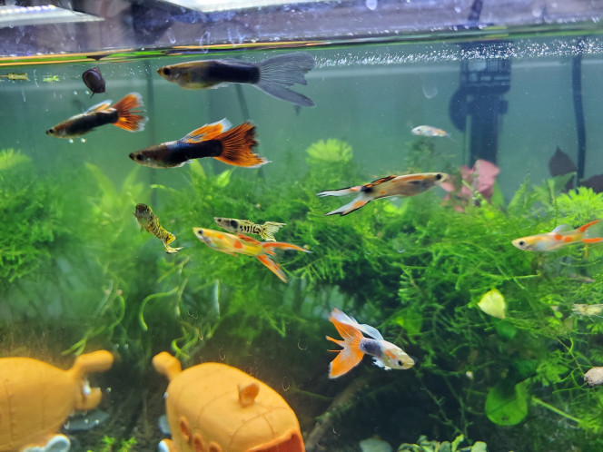 Une bande de potes Guppys d Élisabeth et leurs nouveaux copains Endlers
