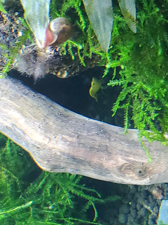 Bien planquée ! Une petite crevette jaune visite la nouvelle grotte à l'abri de tout ces poissons un peu trop énergiques !
