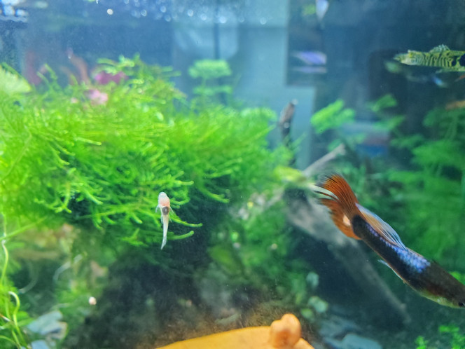 Notre nouveau nettoyeur de vitre Version mini mini 
Merci Tina !