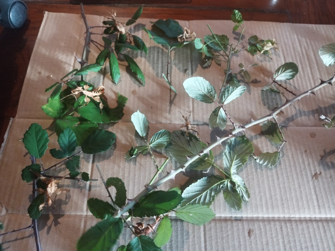 Photographie du post de Orion07 