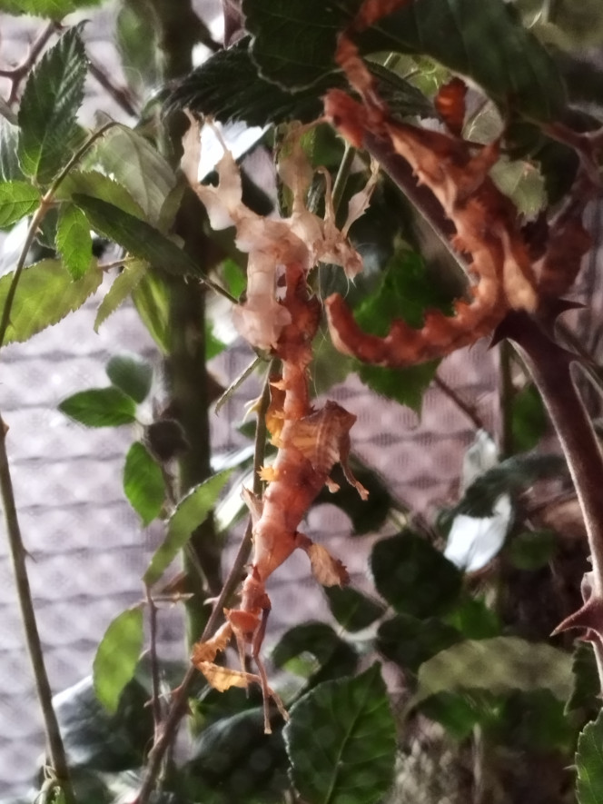 Photographie du post de Orion07 