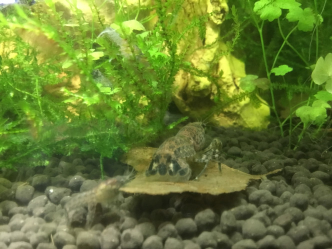 Photographie du post de Dimu 