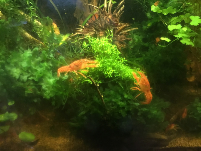 Photographie du post de Dimu 