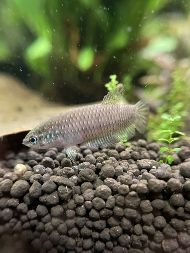  Monsieur commence à prendre de belles couleurs mais alors quelle plaie pour le prendre en photo ! Un vrai trouillard lol.
Je pense qu’il faut aussi que je change ma lumière pour une rampe transversale parce que le spot ça n’éclaire que le fond du bac, ce qui n’aide pas.