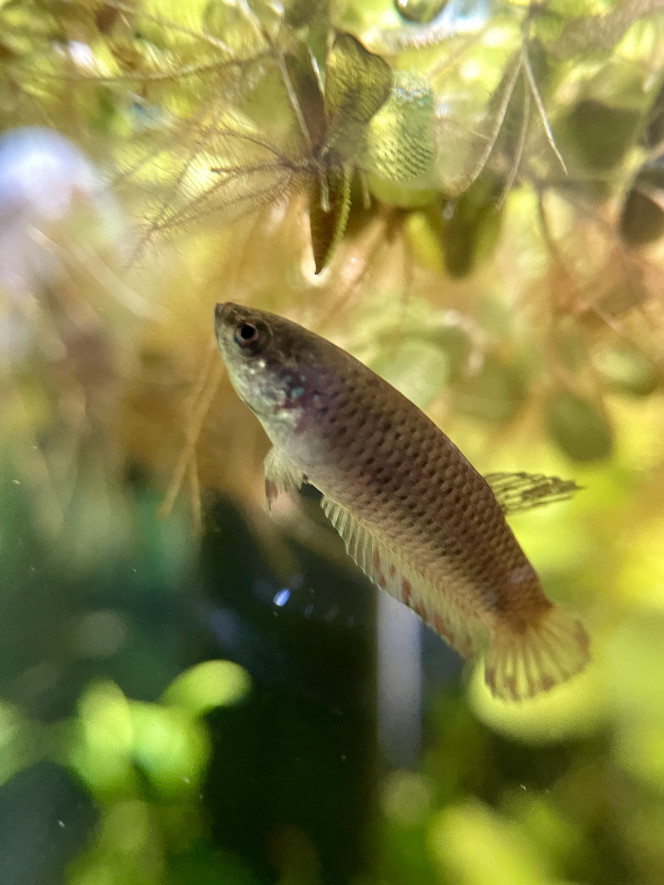  Monsieur commence à prendre de belles couleurs mais alors quelle plaie pour le prendre en photo ! Un vrai trouillard lol.
Je pense qu’il faut aussi que je change ma lumière pour une rampe transversale parce que le spot ça n’éclaire que le fond du bac, ce qui n’aide pas.