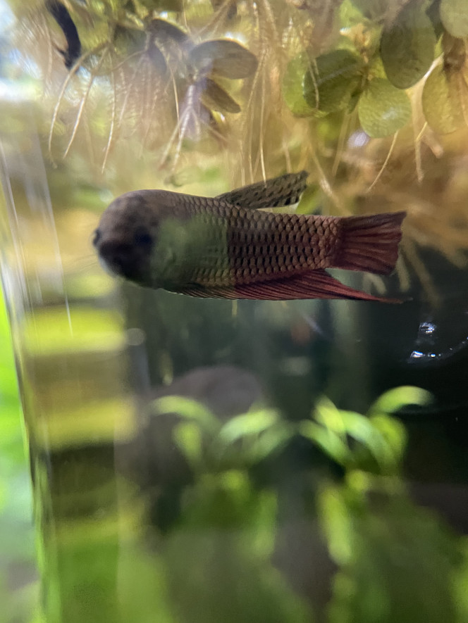  Monsieur commence à prendre de belles couleurs mais alors quelle plaie pour le prendre en photo ! Un vrai trouillard lol.
Je pense qu’il faut aussi que je change ma lumière pour une rampe transversale parce que le spot ça n’éclaire que le fond du bac, ce qui n’aide pas.