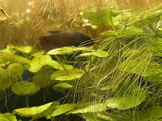  Monsieur commence à prendre de belles couleurs mais alors quelle plaie pour le prendre en photo ! Un vrai trouillard lol.
Je pense qu’il faut aussi que je change ma lumière pour une rampe transversale parce que le spot ça n’éclaire que le fond du bac, ce qui n’aide pas.