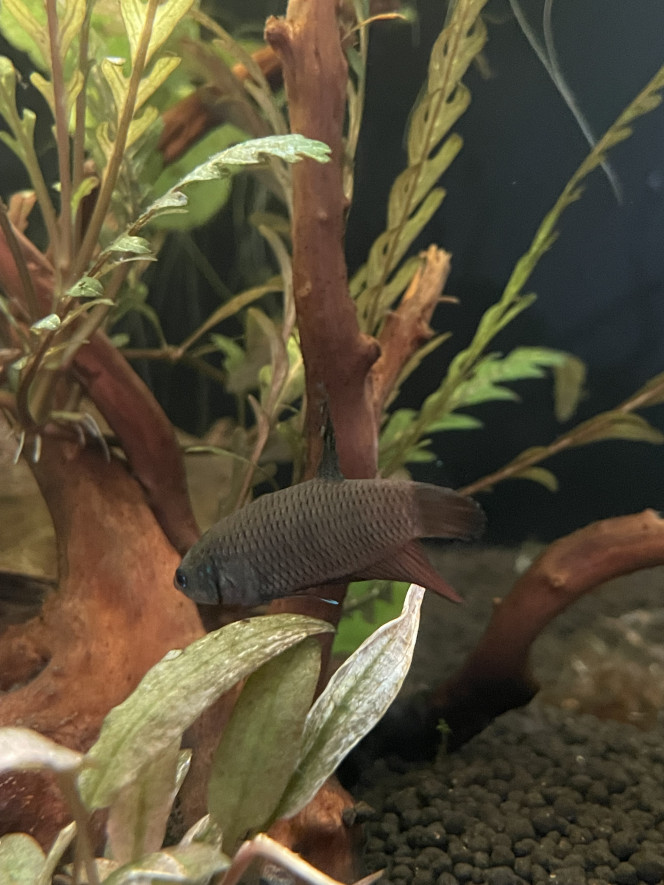  Monsieur commence à prendre de belles couleurs mais alors quelle plaie pour le prendre en photo ! Un vrai trouillard lol.
Je pense qu’il faut aussi que je change ma lumière pour une rampe transversale parce que le spot ça n’éclaire que le fond du bac, ce qui n’aide pas.