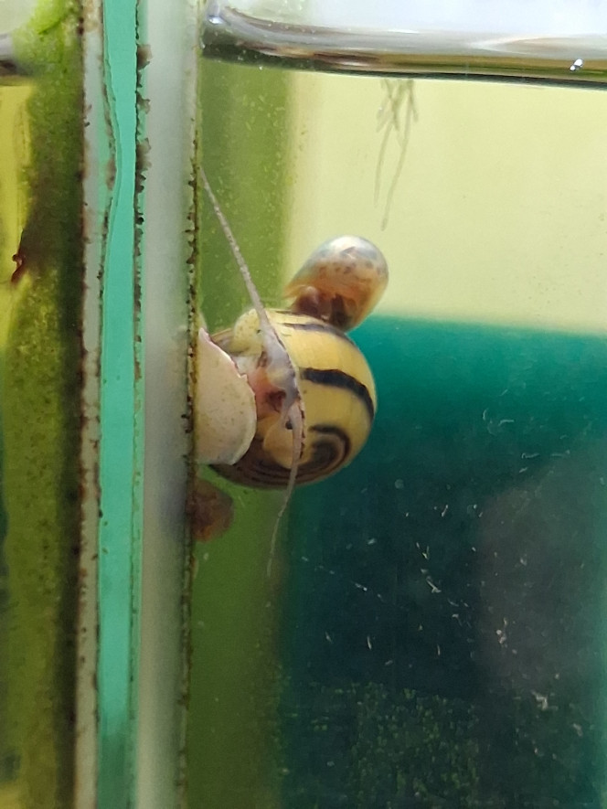 Photographie du post de PORTELLI 