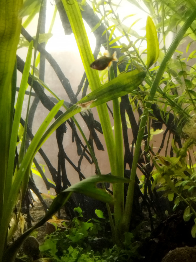 Photographie du post de Orion07 