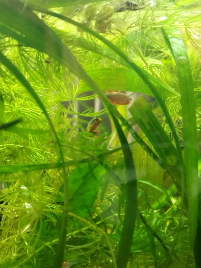 Photographie du post de Orion07 