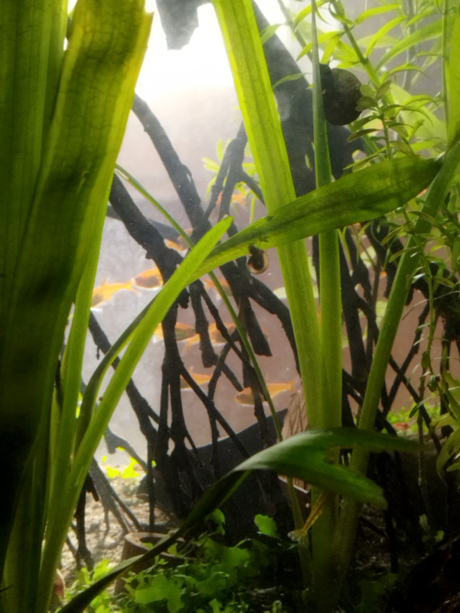 Photographie du post de Orion07 