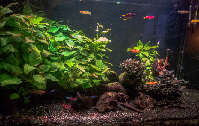 Photographie du post de Peio64 