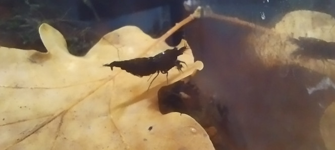 Photographie du post de Olivier1977 