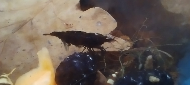 Photographie du post de Olivier1977 