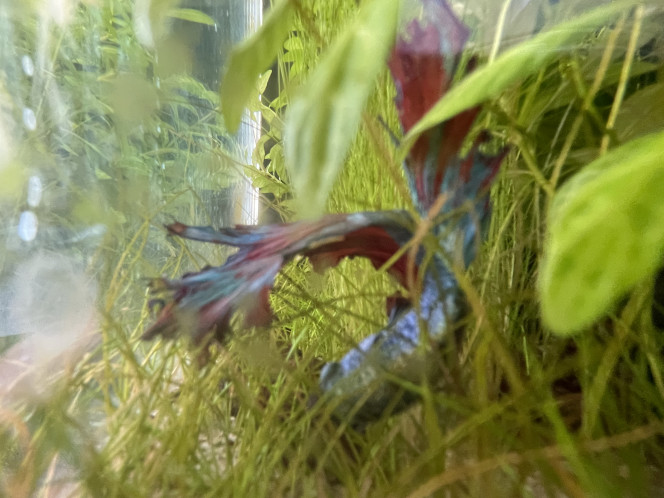 Photographie du post de Tayrox 