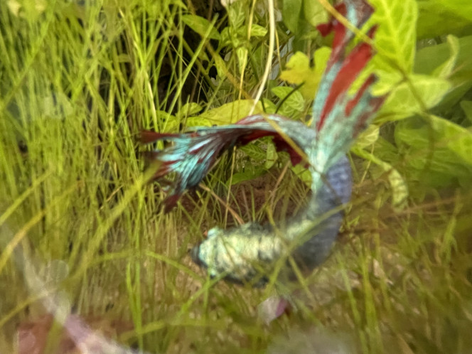 Photographie du post de Tayrox 