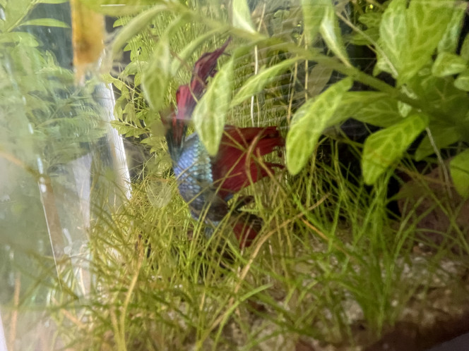 Photographie du post de Tayrox 