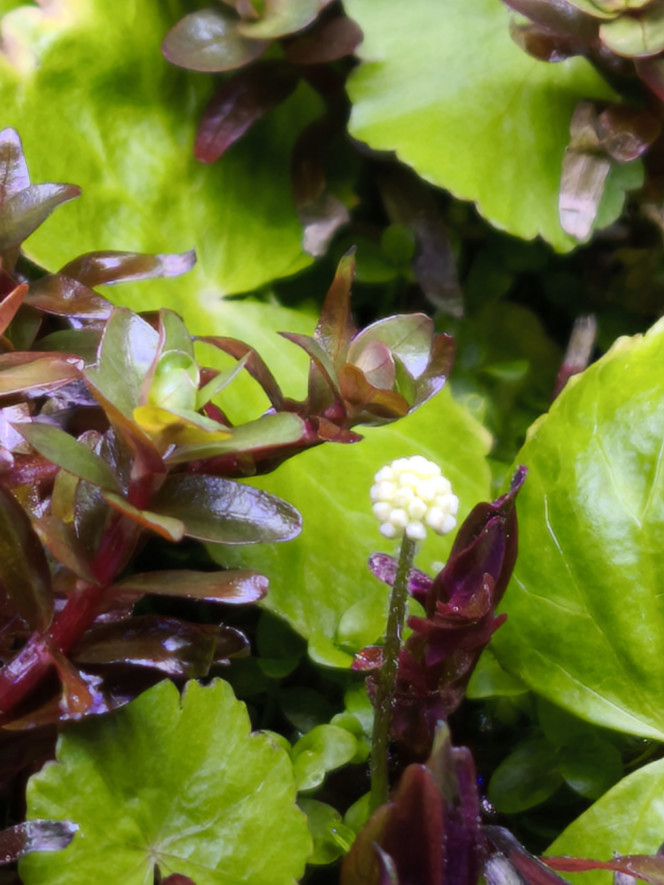 Photographie du post de Loran 