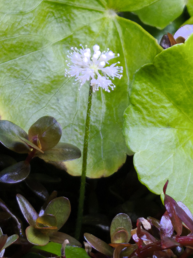 Photographie du post de Loran 